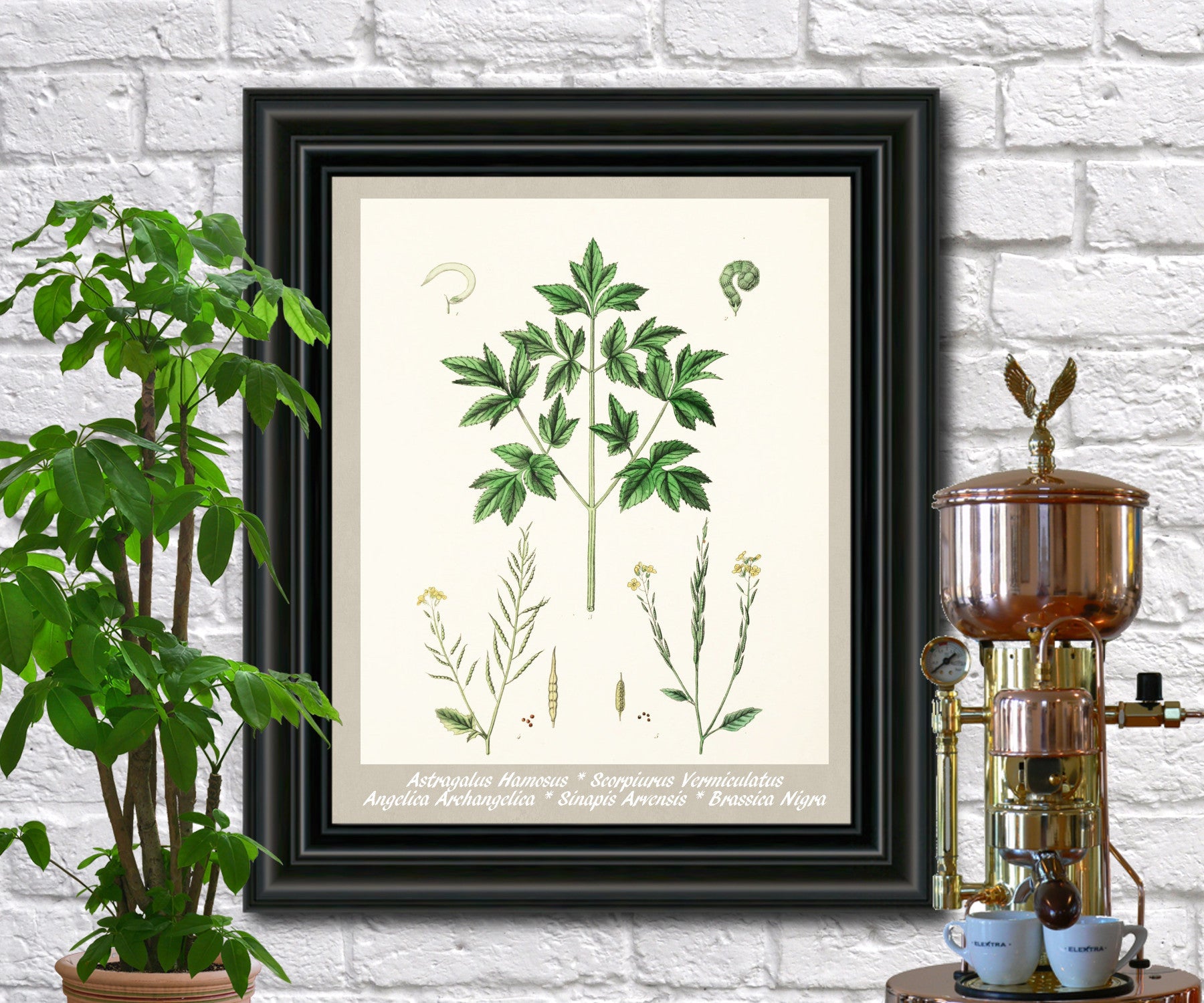 Mustard Print Vintage Botanical Illustration Poster Art - OnTrendAndFab