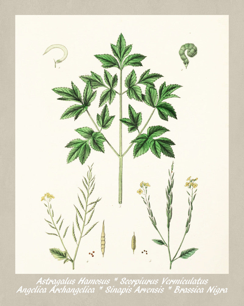Mustard Print Vintage Botanical Illustration Poster Art - OnTrendAndFab