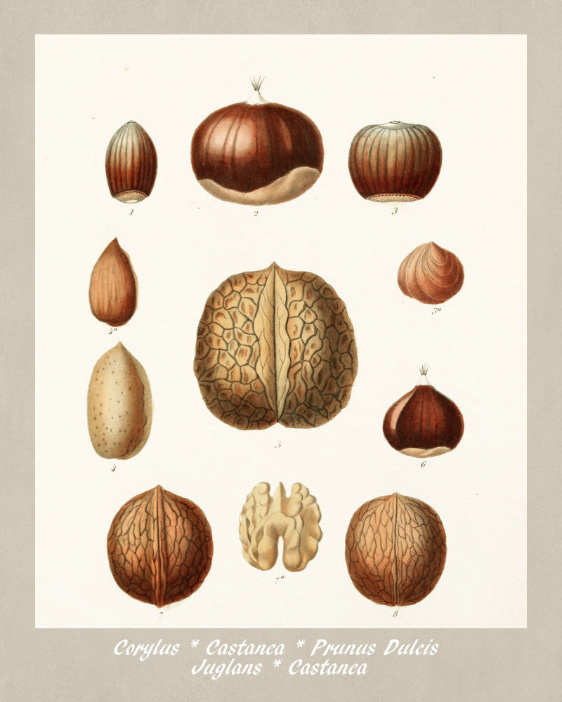 Nuts Print Vintage Botanical Illustration Poster Art - OnTrendAndFab