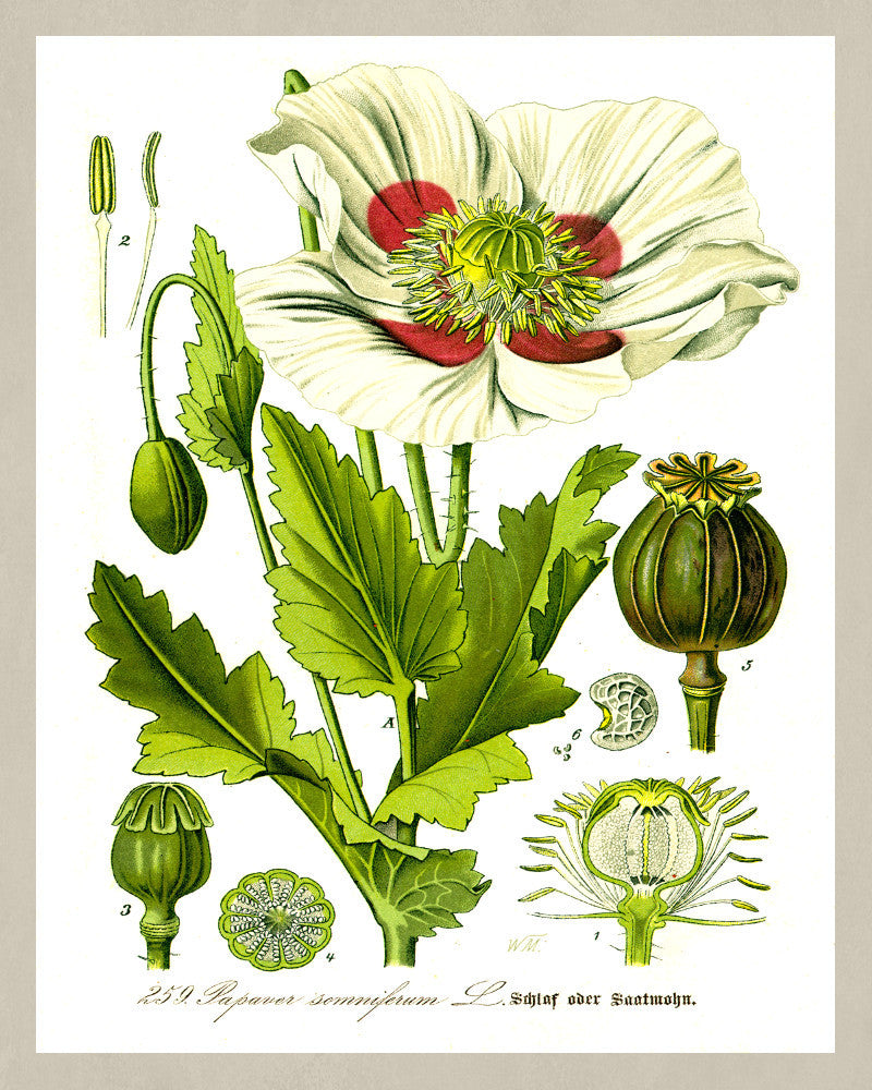 Opium Poppy Print Vintage Botanical Sketch Poster Art