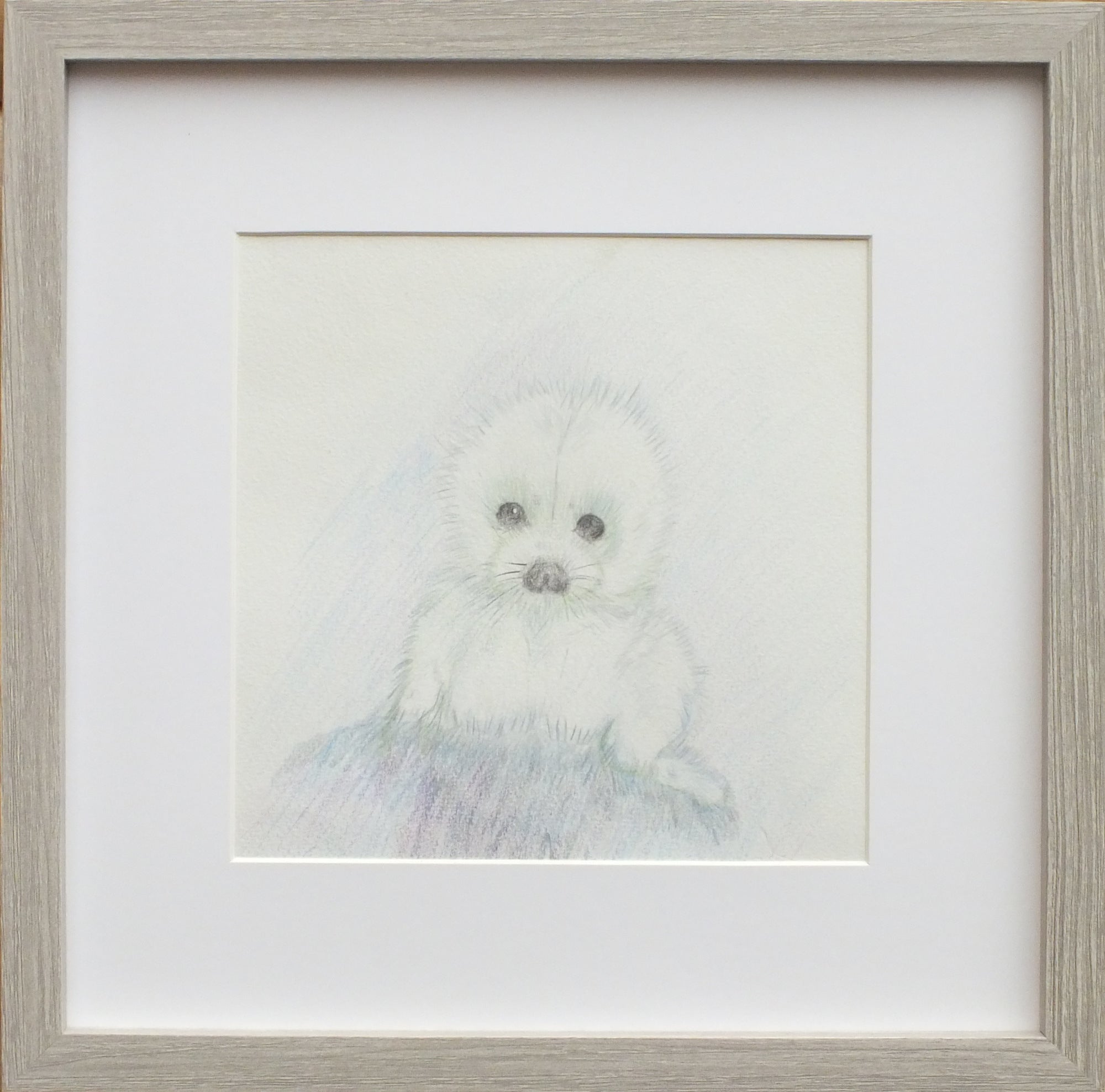 Seal Pup, Original Wildlife Illustration, Framed