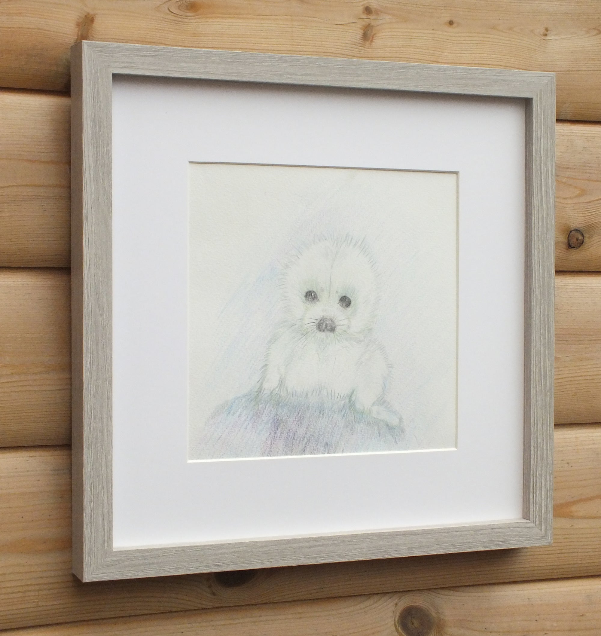 Seal Pup, Original Wildlife Illustration, Framed