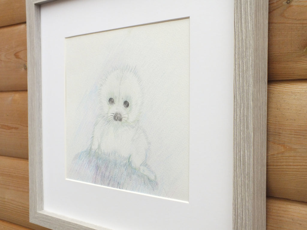 Seal Pup, Original Wildlife Illustration, Framed