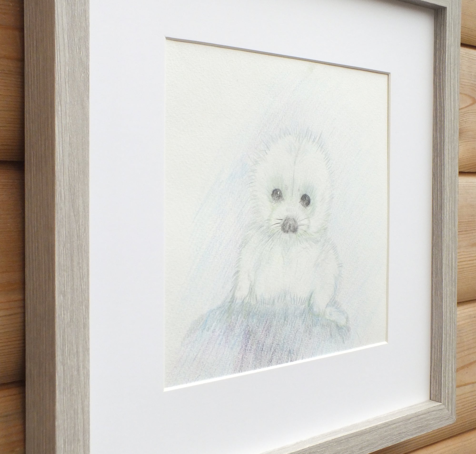 Seal Pup, Original Wildlife Illustration, Framed