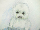 Seal Pup, Original Wildlife Illustration, Framed