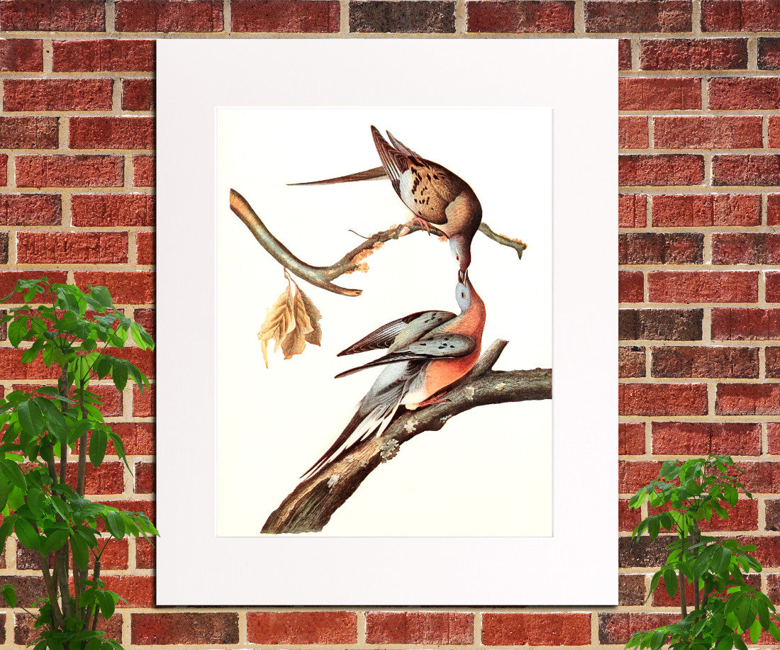 Passenger Pigeon Illustration Print Vintage Bird Sketch Art 0411