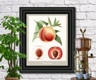 Peaches Print Vintage Botanical Illustration Poster Art - OnTrendAndFab