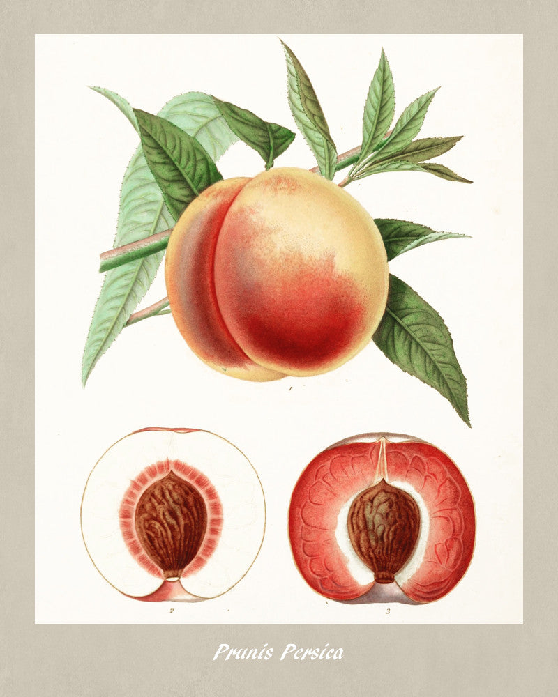 Peaches Print Vintage Botanical Illustration Poster Art - OnTrendAndFab