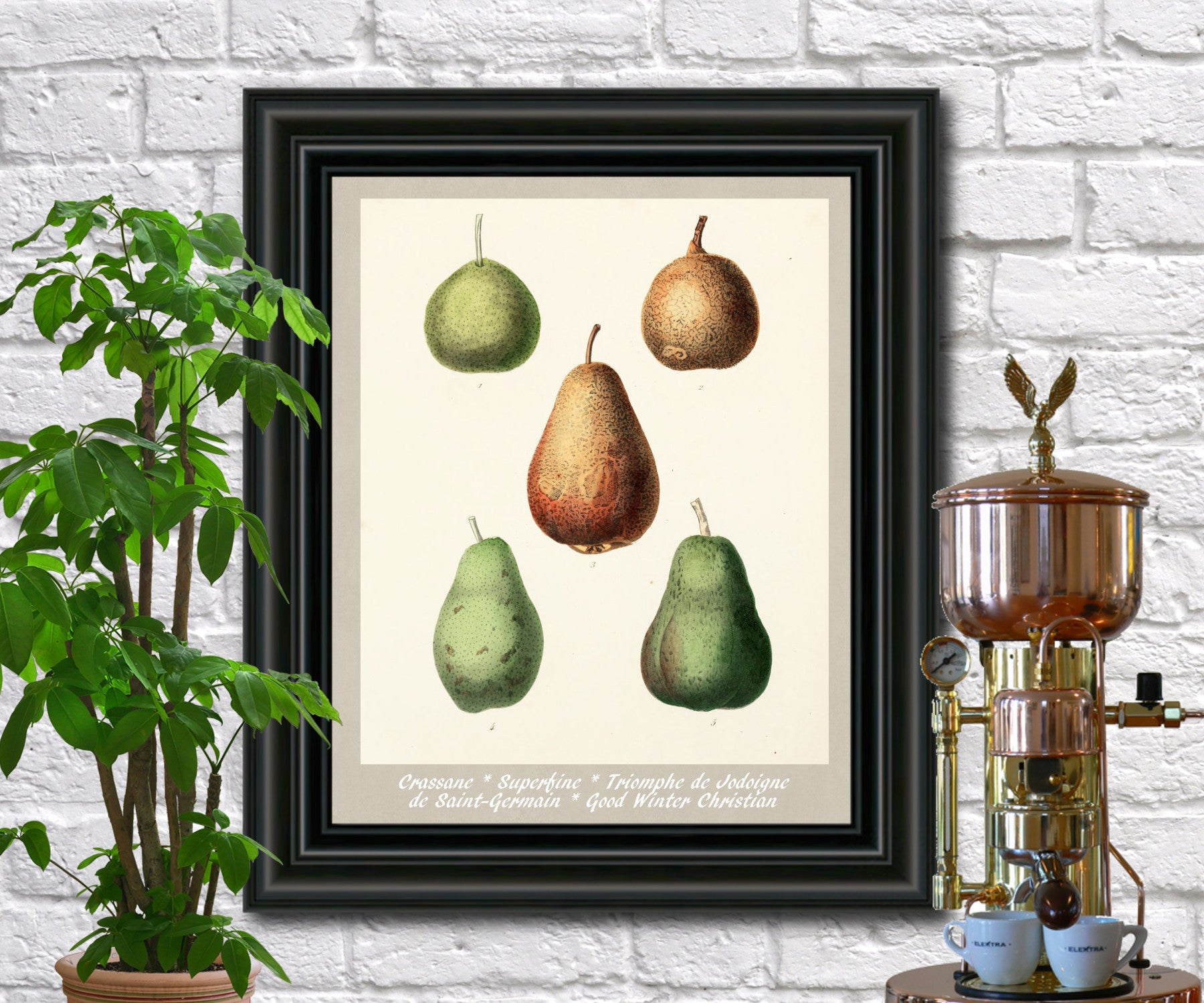 Pears Print Vintage Botanical Illustration Poster Art - OnTrendAndFab