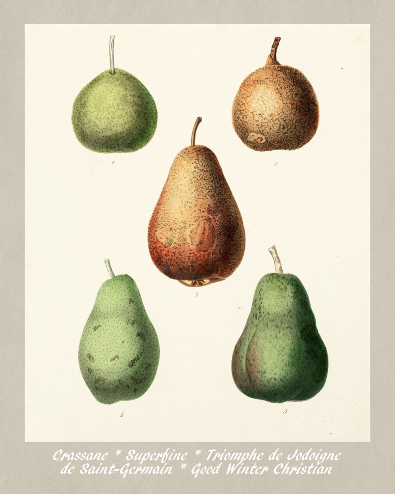 Pears Print Vintage Botanical Illustration Poster Art - OnTrendAndFab