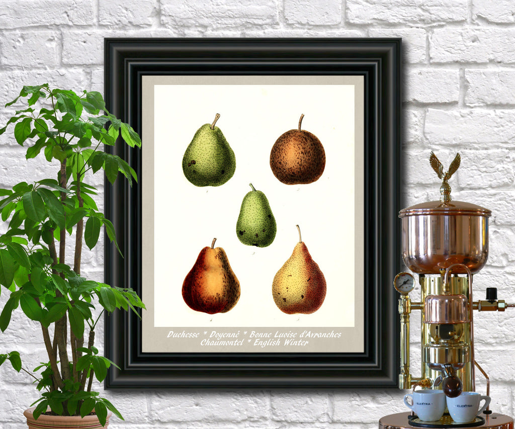 Pears Print Vintage Botanical Illustration Poster Art - OnTrendAndFab