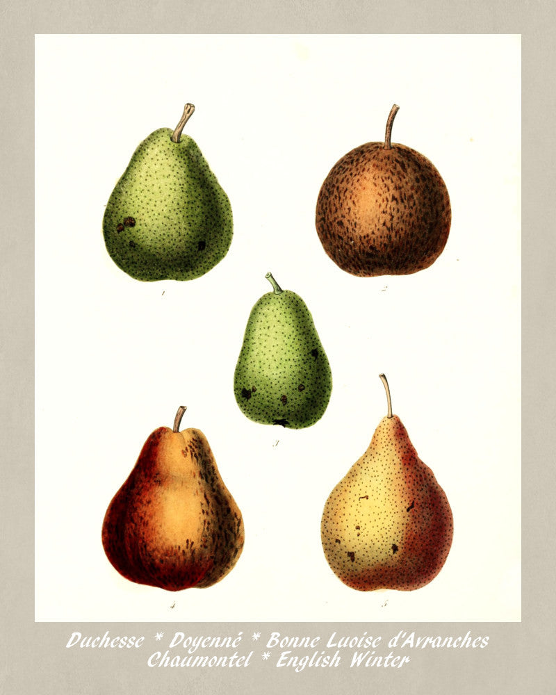 Pears Print Vintage Botanical Illustration Poster Art - OnTrendAndFab