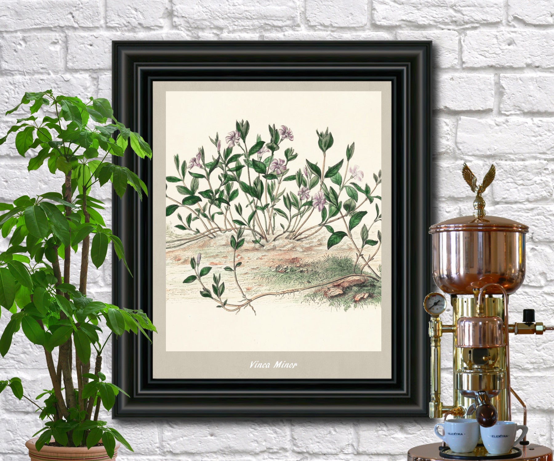 Periwinkle Print Vintage Botanical Illustration Poster Art - OnTrendAndFab