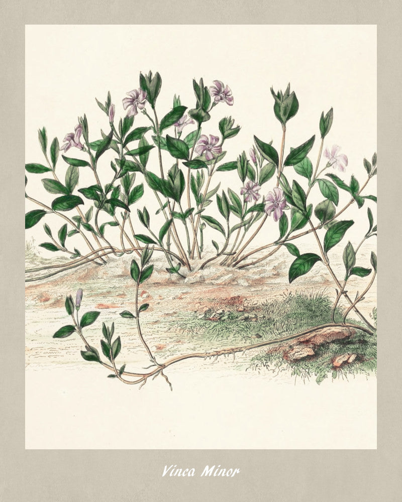 Periwinkle Print Vintage Botanical Illustration Poster Art - OnTrendAndFab