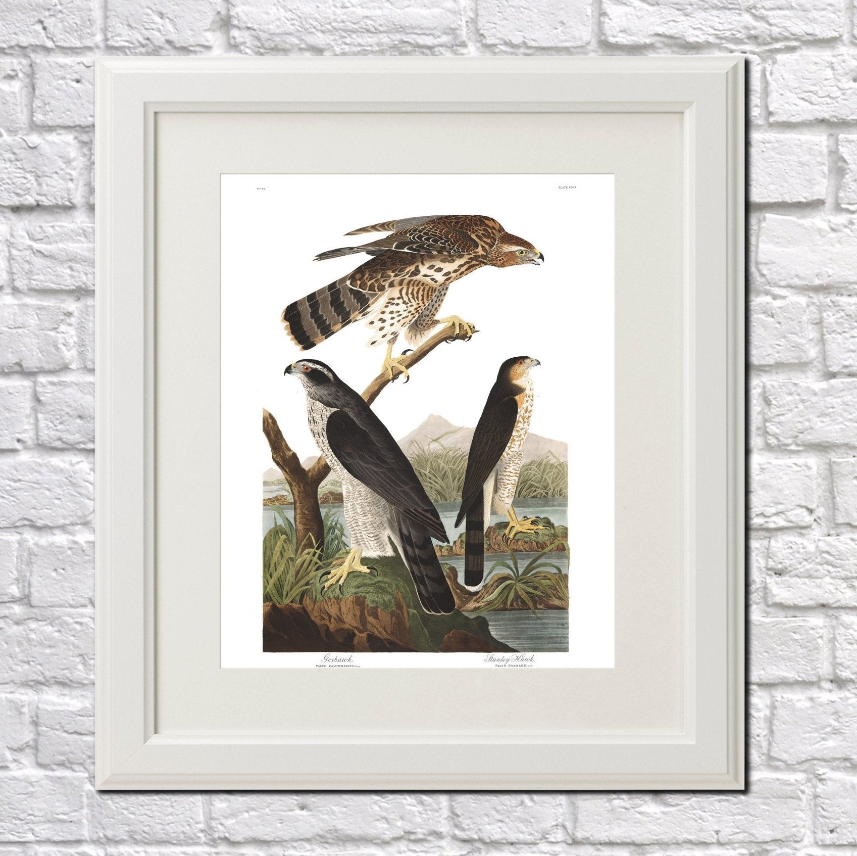 Goshawk Illustration Print Vintage Bird Sketch Art 0423