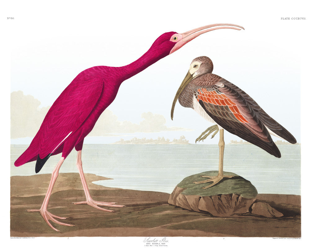 Scarlet Ibis Illustration Print Vintage Bird Sketch Art 0420
