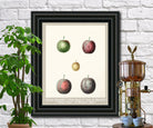 Plums Print Vintage Botanical Illustration Poster Art - OnTrendAndFab