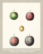 Plums Print Vintage Botanical Illustration Poster Art - OnTrendAndFab