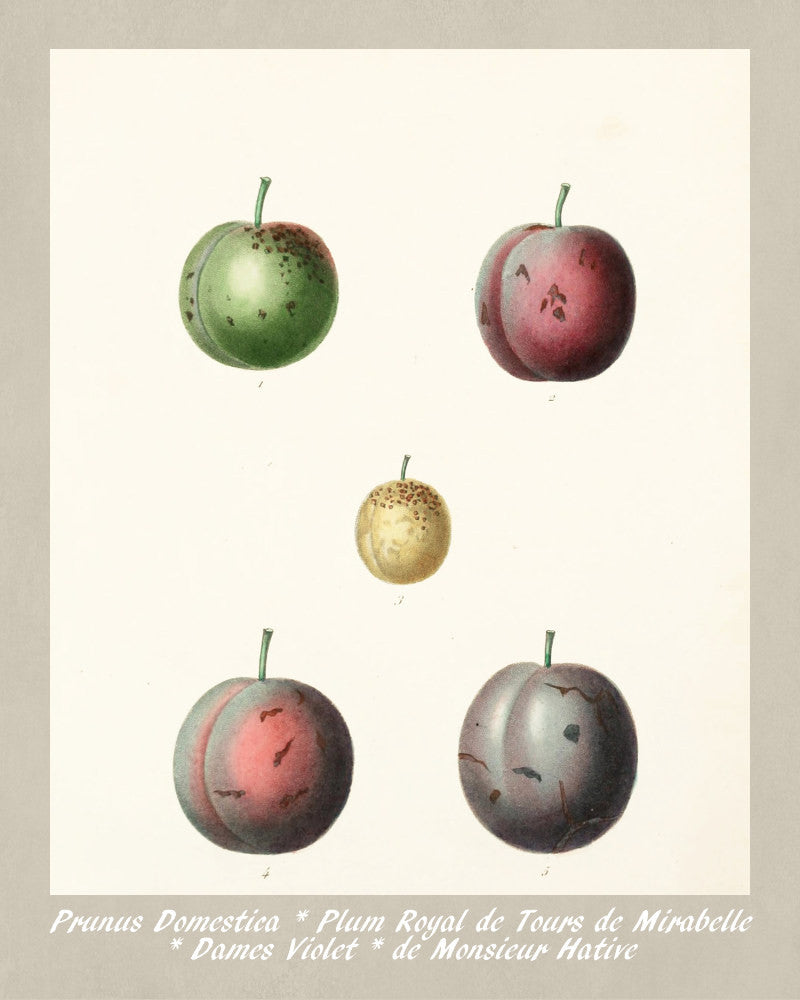 Plums Print Vintage Botanical Illustration Poster Art - OnTrendAndFab