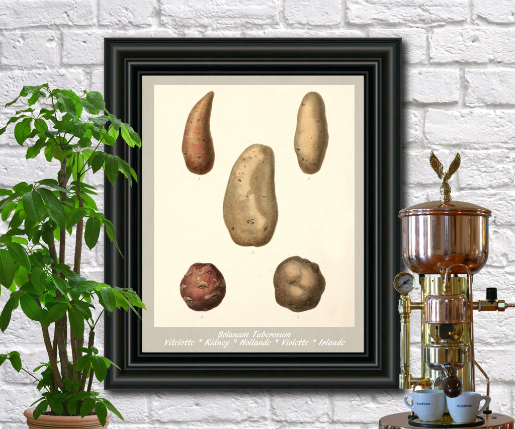 Potato Print Vintage Botanical Illustration Poster Art - OnTrendAndFab