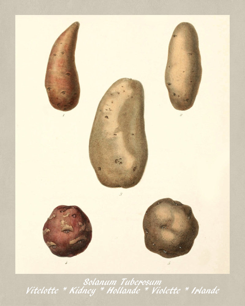Potato Print Vintage Botanical Illustration Poster Art - OnTrendAndFab