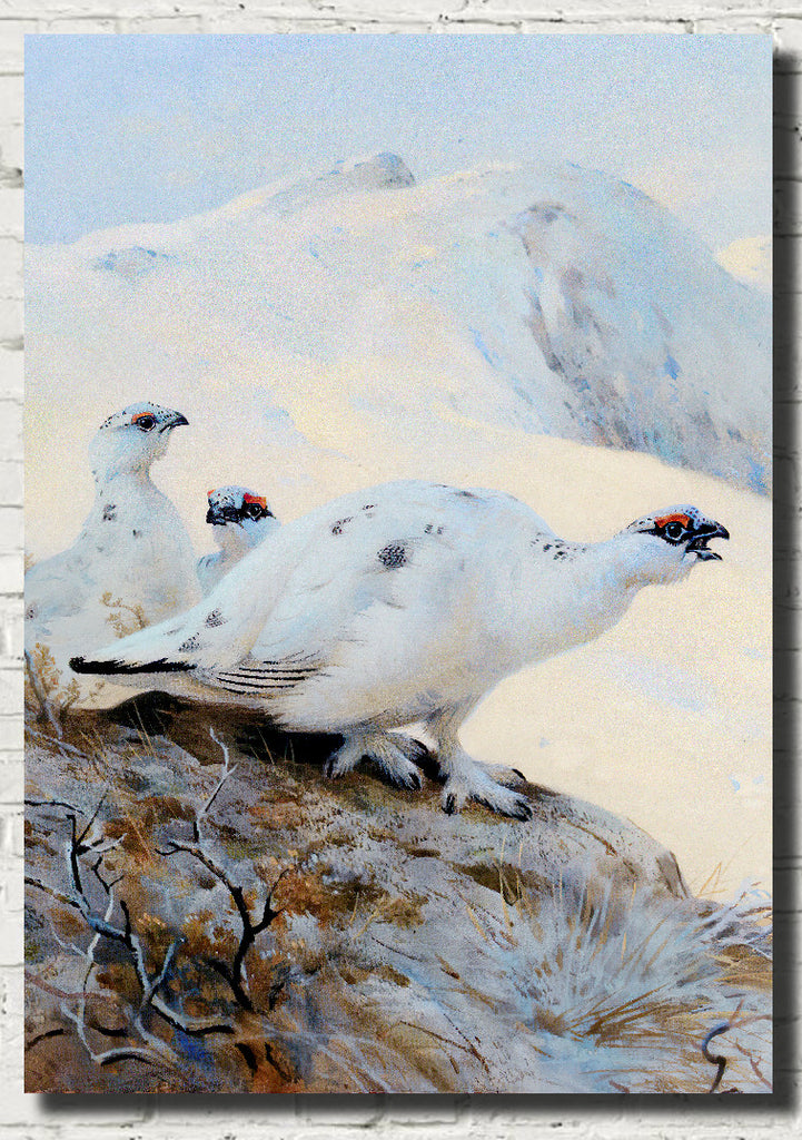 Ptarmigan Calling in the Snow, Archibald Thorburn, Birds Print