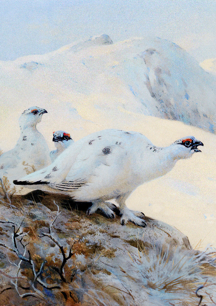 Ptarmigan Calling in the Snow, Archibald Thorburn, Birds Print