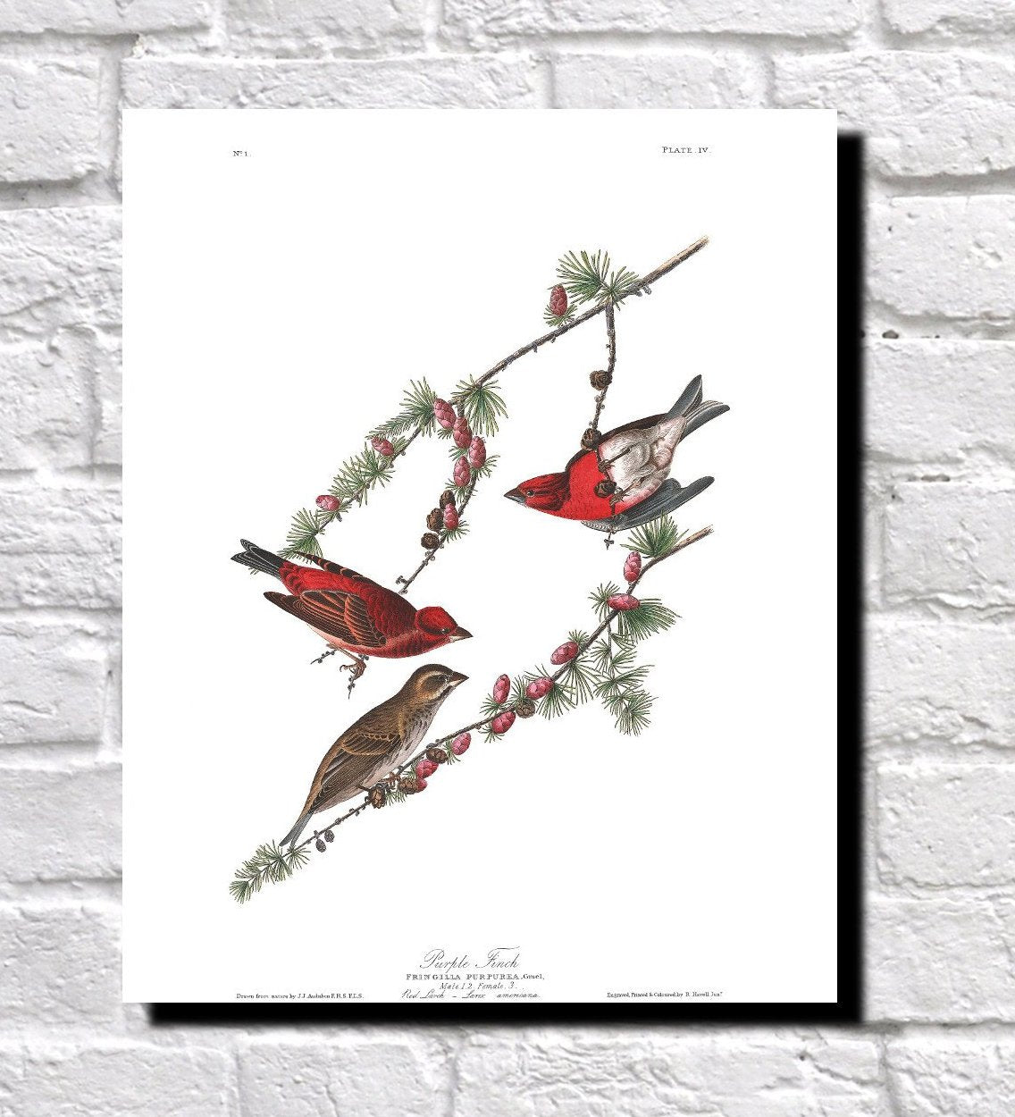 Purple Finch Illustration Print Vintage Bird Sketch Art 0480