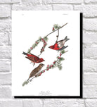 Purple Finch Illustration Print Vintage Bird Sketch Art 0480