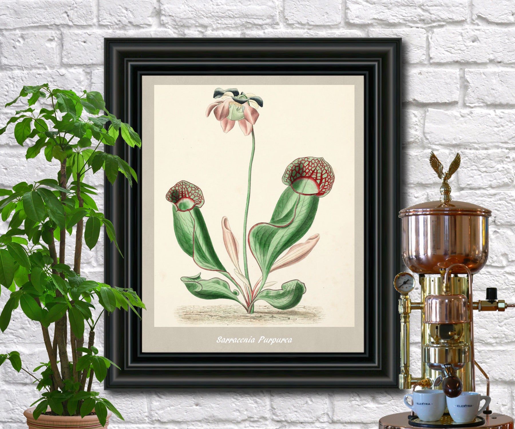 Purple Pitcher Print Vintage Botanical Illustration Poster Art - OnTrendAndFab