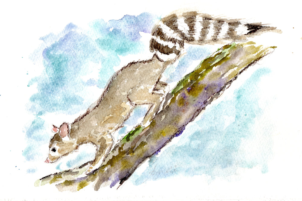 Ringtail Cat Watercolour Print, Andi Lucas Wildlife Art