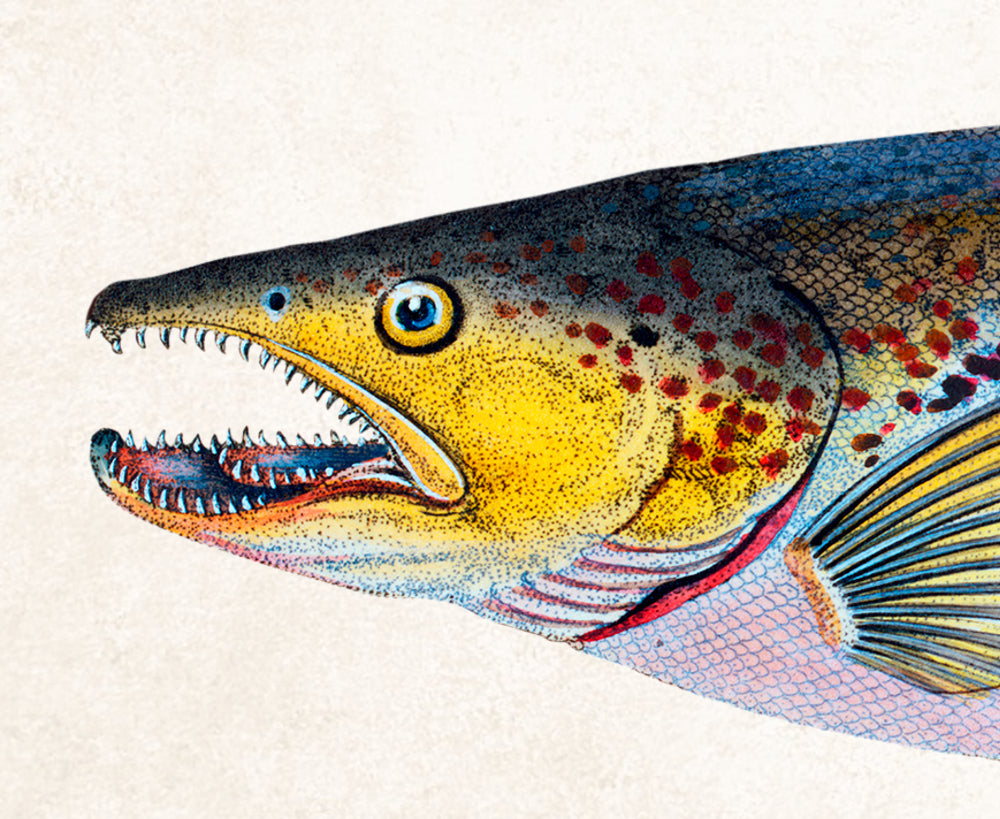 River Trout Fishing Print, Angling Wall Art 0585