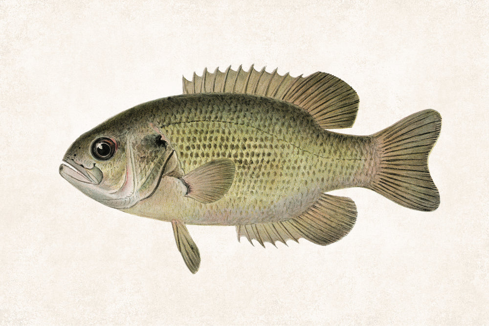 Rock Bass Fishing Print, Angling Wall Art 0592