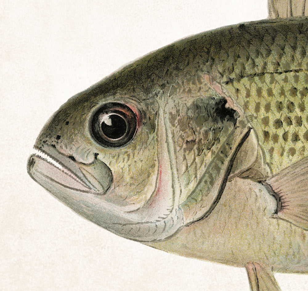 Rock Bass Fishing Print, Angling Wall Art 0592