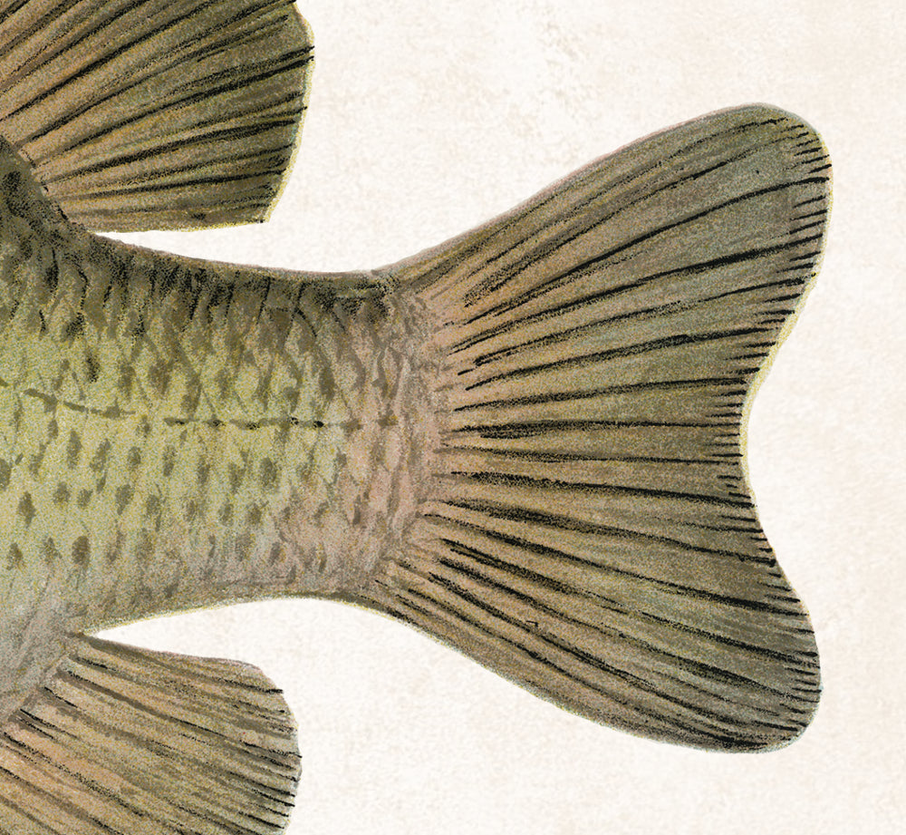 Rock Bass Fishing Print, Angling Wall Art 0592