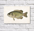 Rock Bass Fishing Print, Angling Wall Art 0592