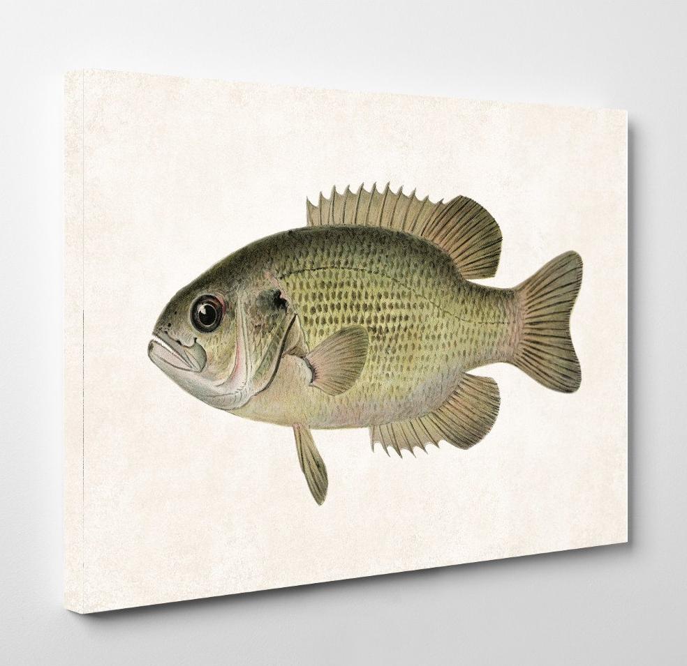 Rock Bass Fishing Print, Angling Wall Art 0592