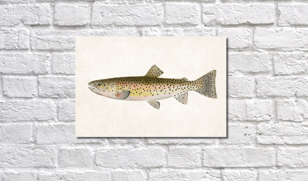 Rocky Mountain Trout Fishing Print, Angling Wall Art 0586