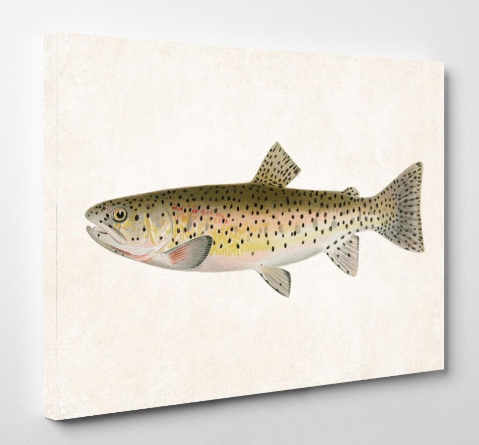 Rocky Mountain Trout Fishing Print, Angling Wall Art 0586