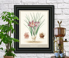 Saffron Print Vintage Botanical Illustration Poster Art - OnTrendAndFab