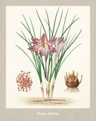 Saffron Print Vintage Botanical Illustration Poster Art - OnTrendAndFab