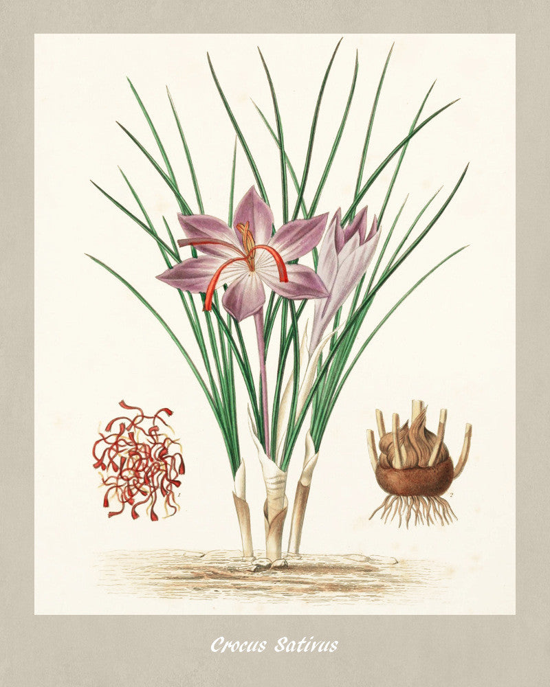 Saffron Print Vintage Botanical Illustration Poster Art - OnTrendAndFab
