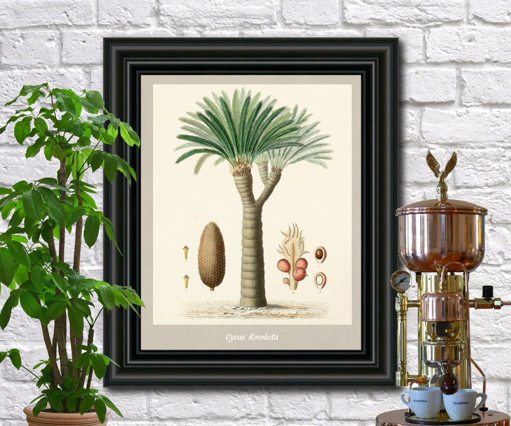 Sago Palm Print Vintage Botanical Illustration Poster Art - OnTrendAndFab