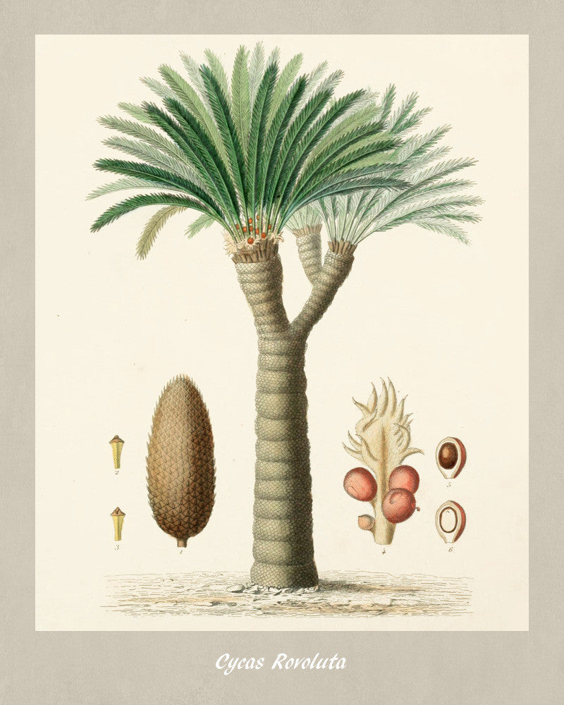 Sago Palm Print Vintage Botanical Illustration Poster Art - OnTrendAndFab