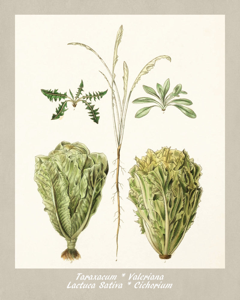 Salad Print Vintage Botanical Illustration Poster Art - OnTrendAndFab