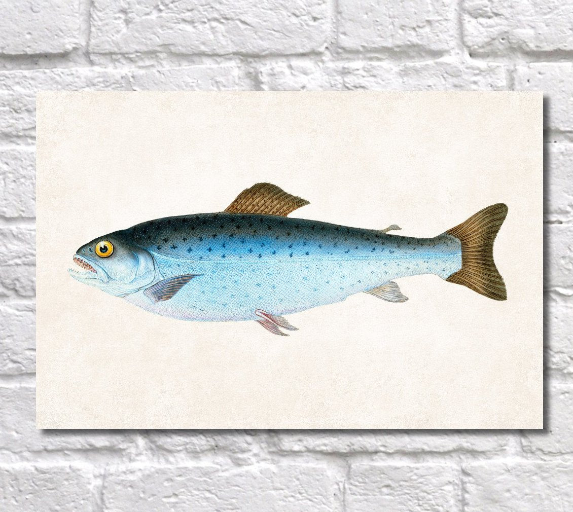 Salmon Trout Fishing Print, Angling Wall Art 0587