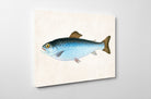 Salmon Trout Fishing Print, Angling Wall Art 0587