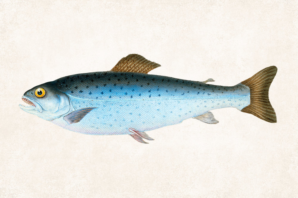 Salmon Trout Fishing Print, Angling Wall Art 0587