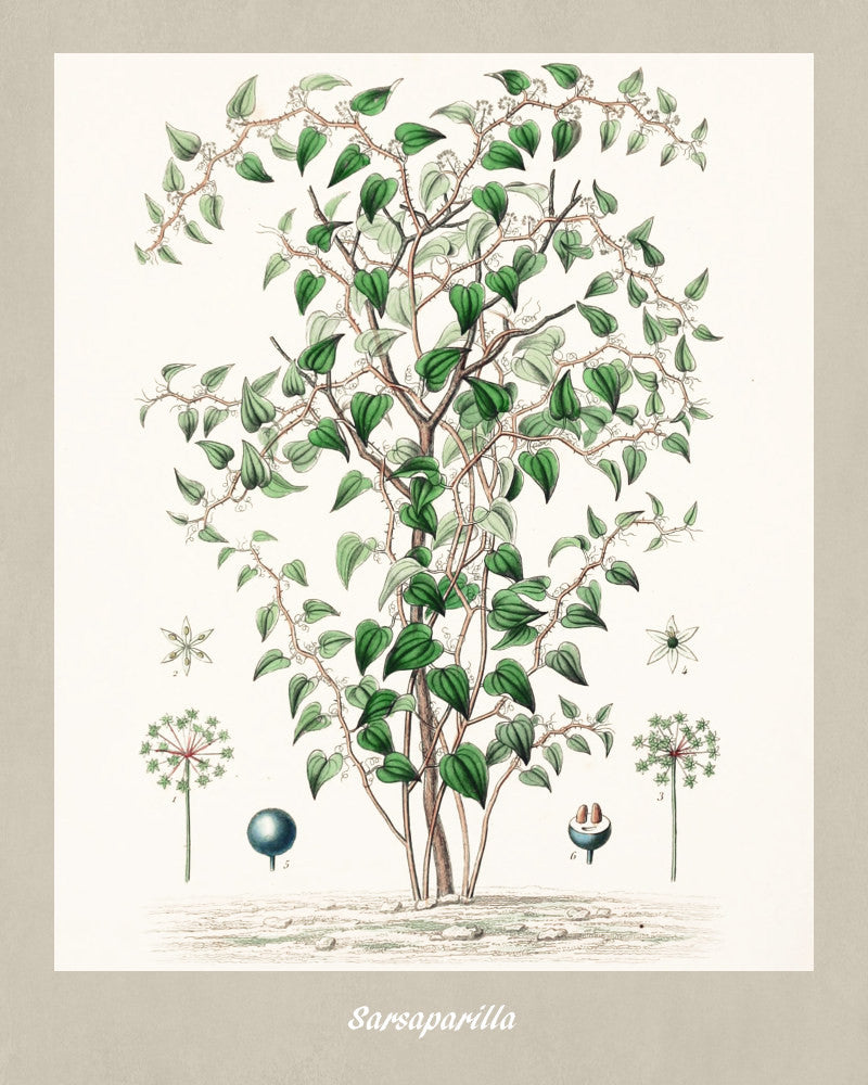 Sarsaparilla Print Vintage Botanical Illustration Poster Art - OnTrendAndFab