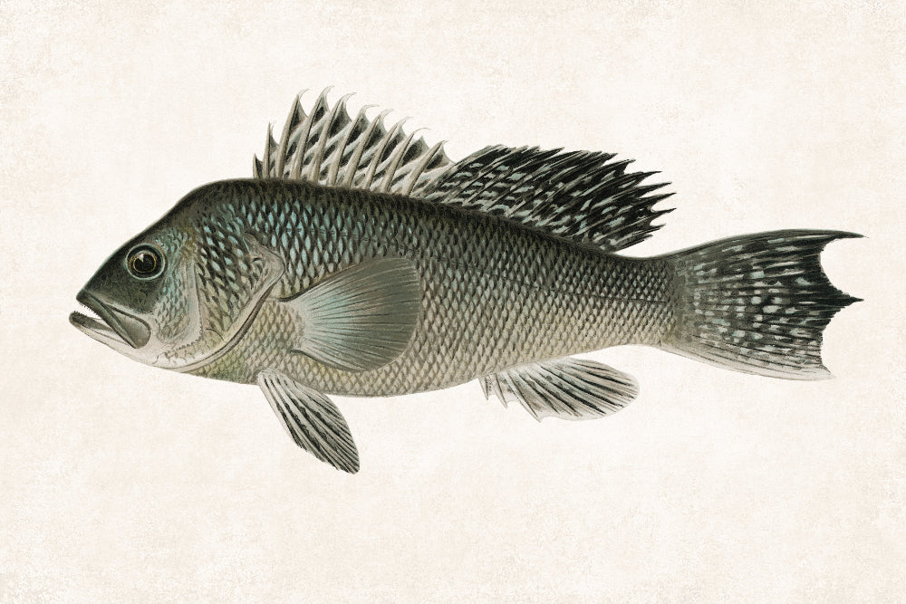 Sea Bass Fishing Print, Angling Wall Art 0593